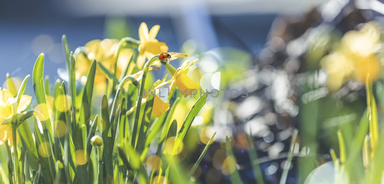Panoramic view to spring flowers in the forest. Yellow blooming daffodils with ladybug in the forest background. Spring day, dolly shot, close up, shallow depths of the field