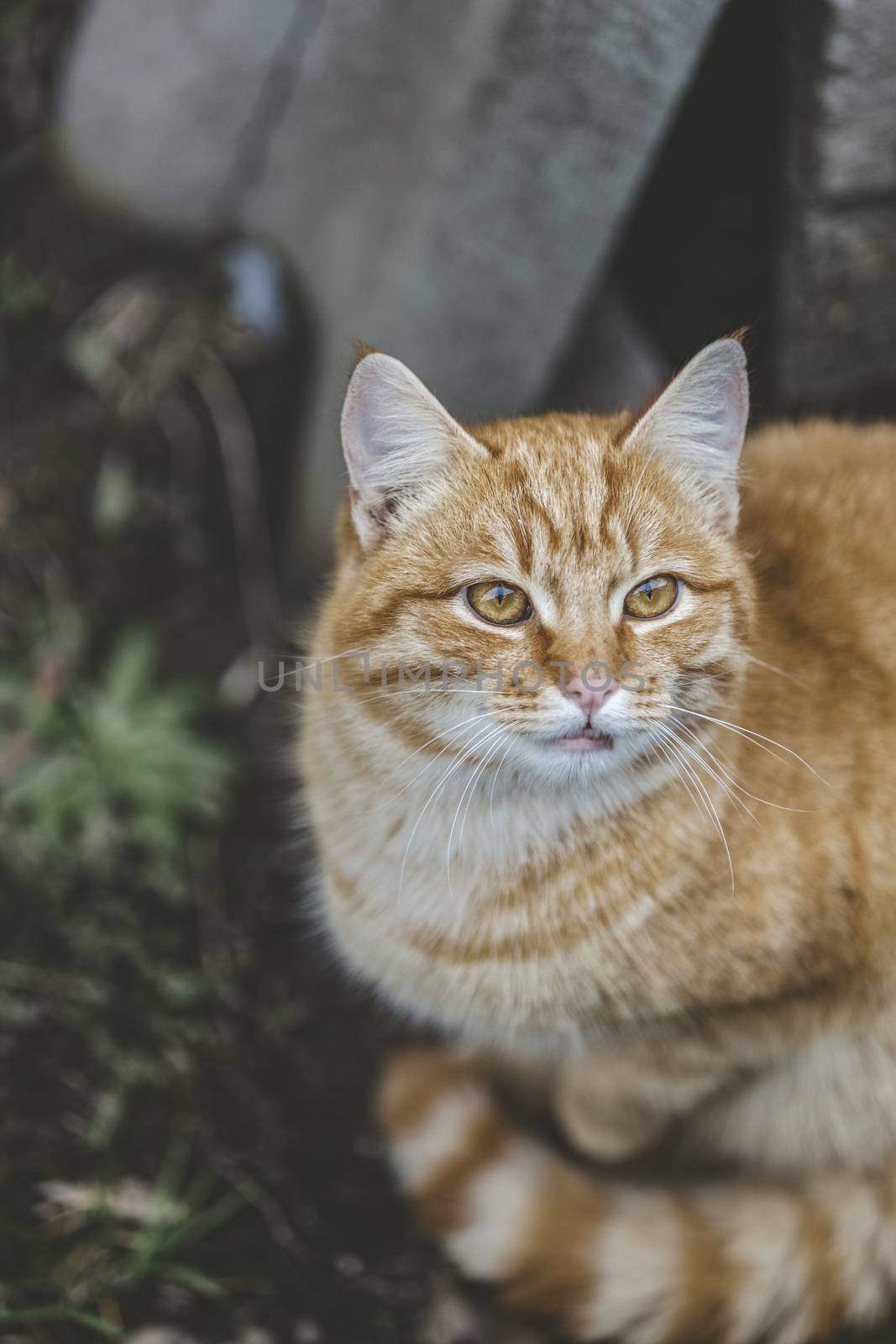 Portrait of a street homeless red cat sitting and looking in old european city, animal natural background.