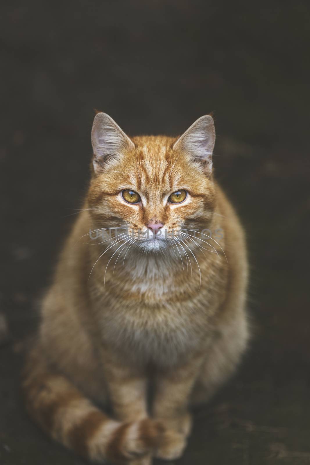 Portrait of a street homeless red cat sitting and looking at camera in old european city, animal natural background.