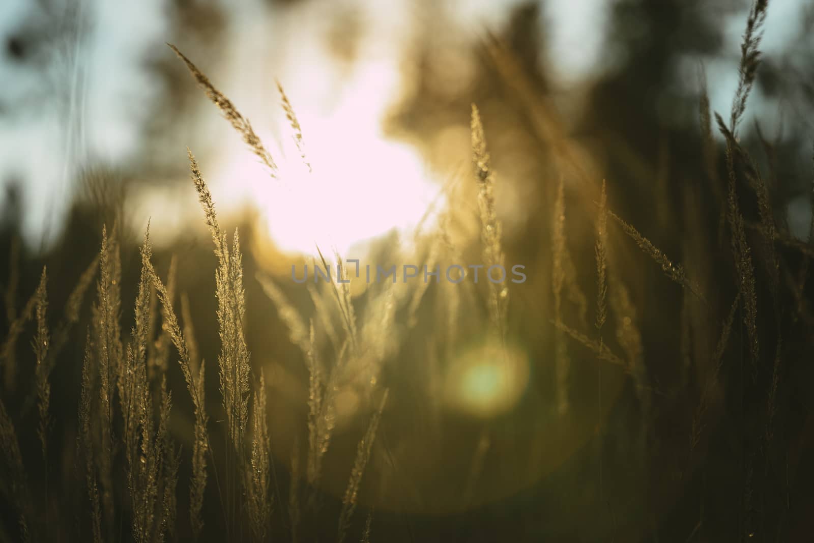 Various herbs and ears in the golden sunset light of the sun. Autumn grass with the backlight of sunlight in the evening.