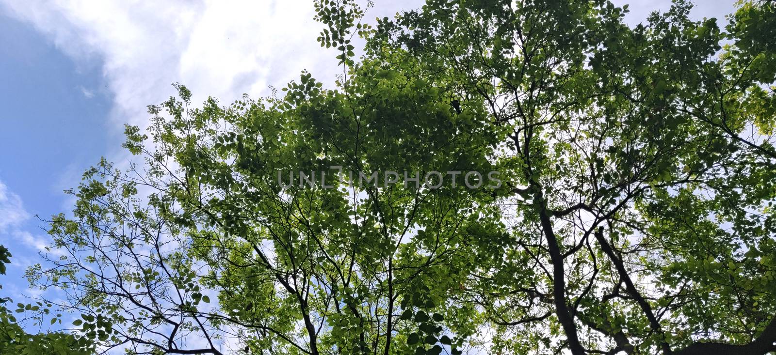 Tree leaves texture with different values against blue sky in summer in India