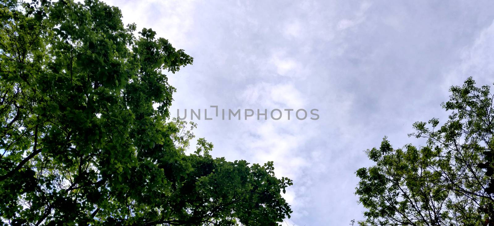 Trees and leaves on the corners in the indian summer sky filled with white clouds