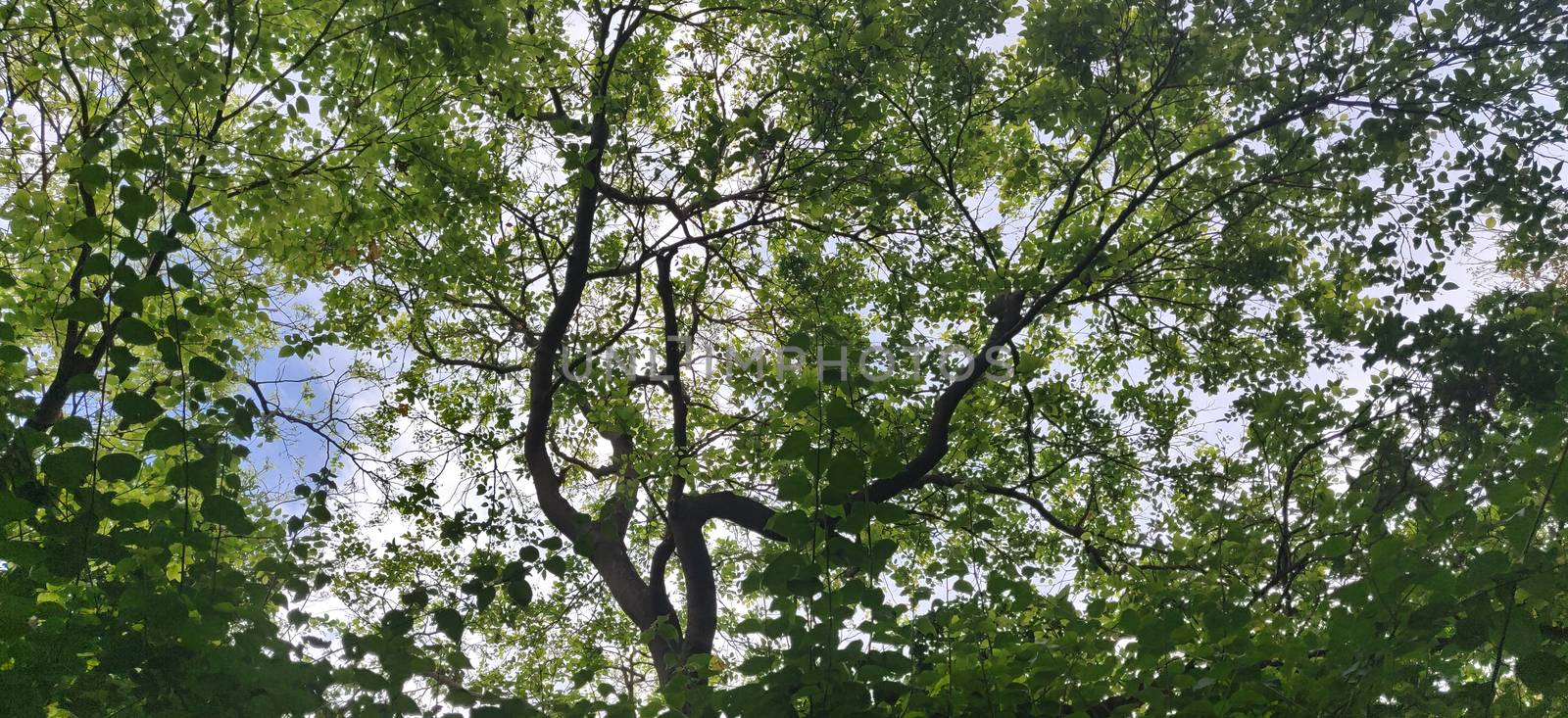 Shade of leaves and texture of tree bark in summer in india during pandemic of corona virus