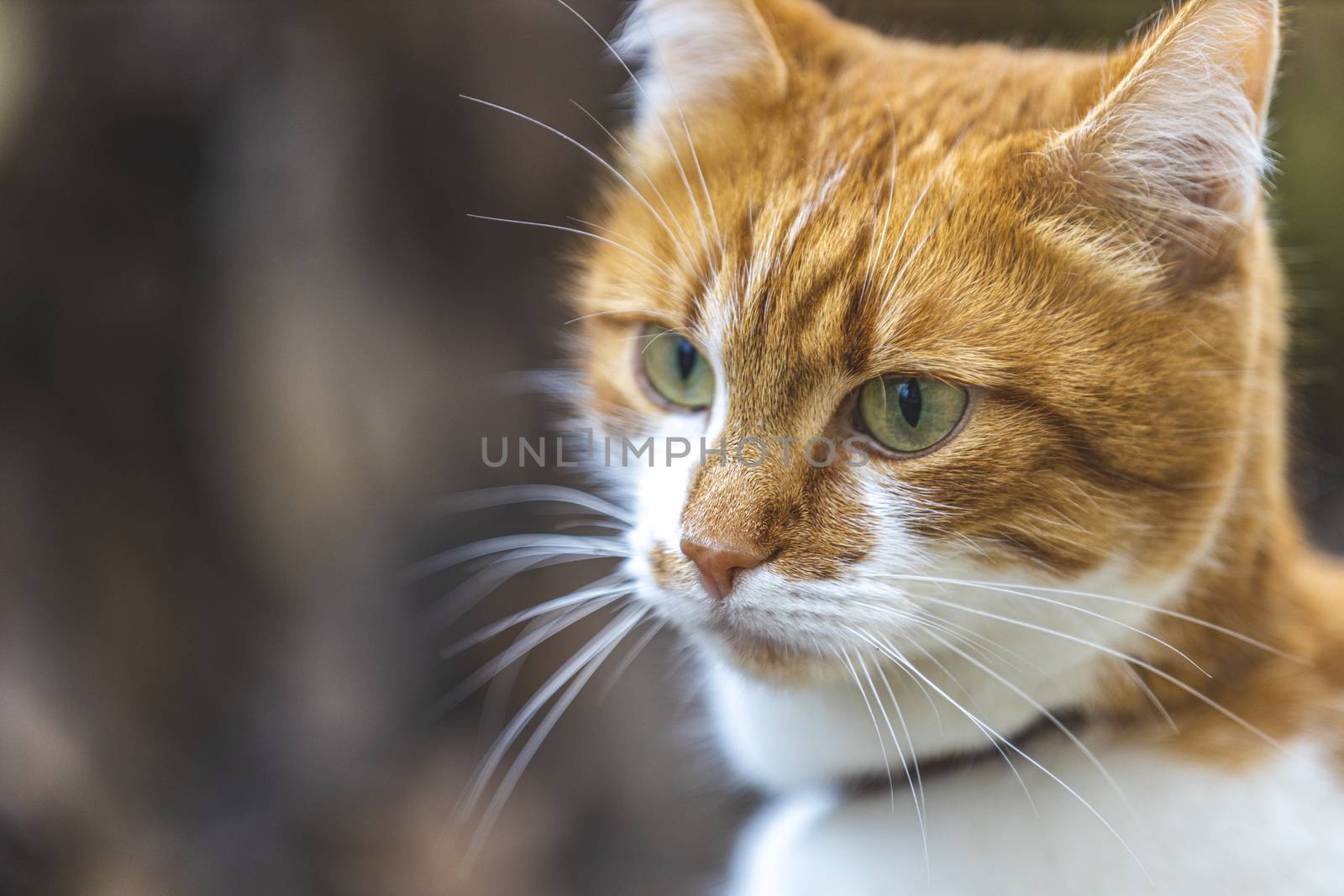Cat that sees a threat is preparing for a jump, a cats emotions close up. Shallow depth of the field. Cloudy day, toned photo, 