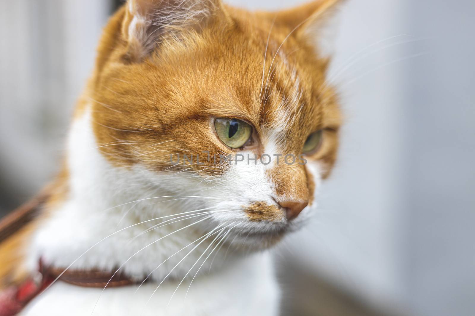 Cat that sees a threat is preparing for a jump, a cats emotions close up. Shallow depth of the field. Cloudy day, toned photo, 