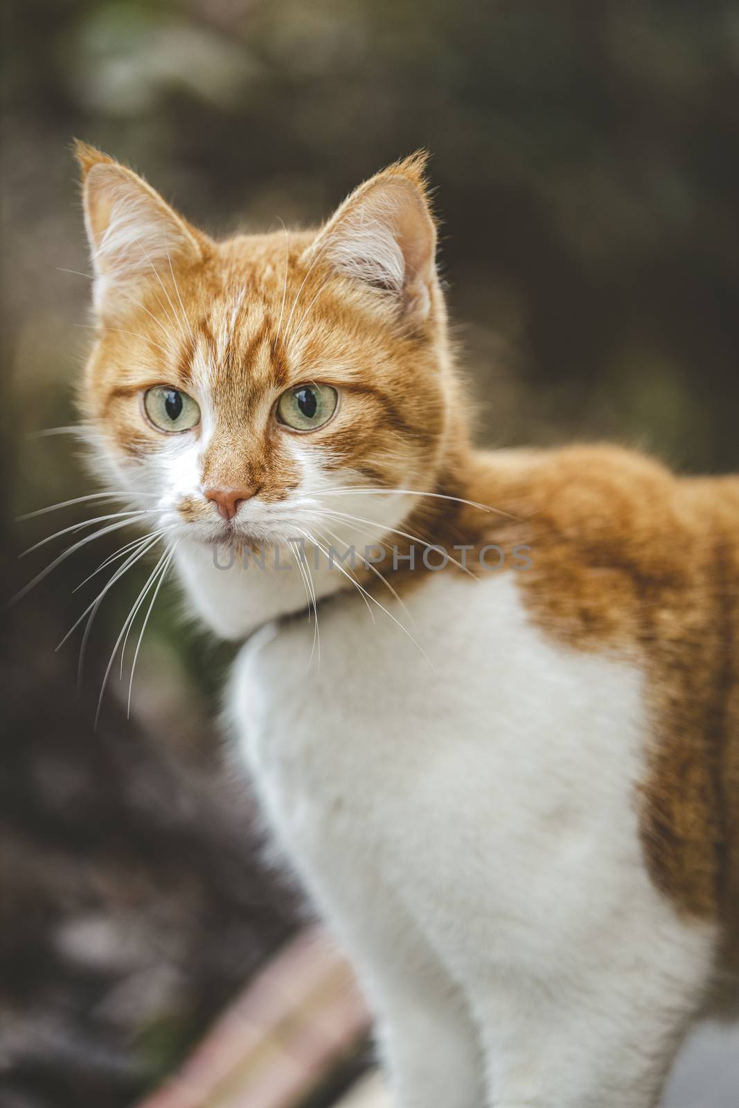 Cat that sees a threat is preparing for a jump, a cats emotions close up. Shallow depth of the field. Cloudy day, toned photo, 