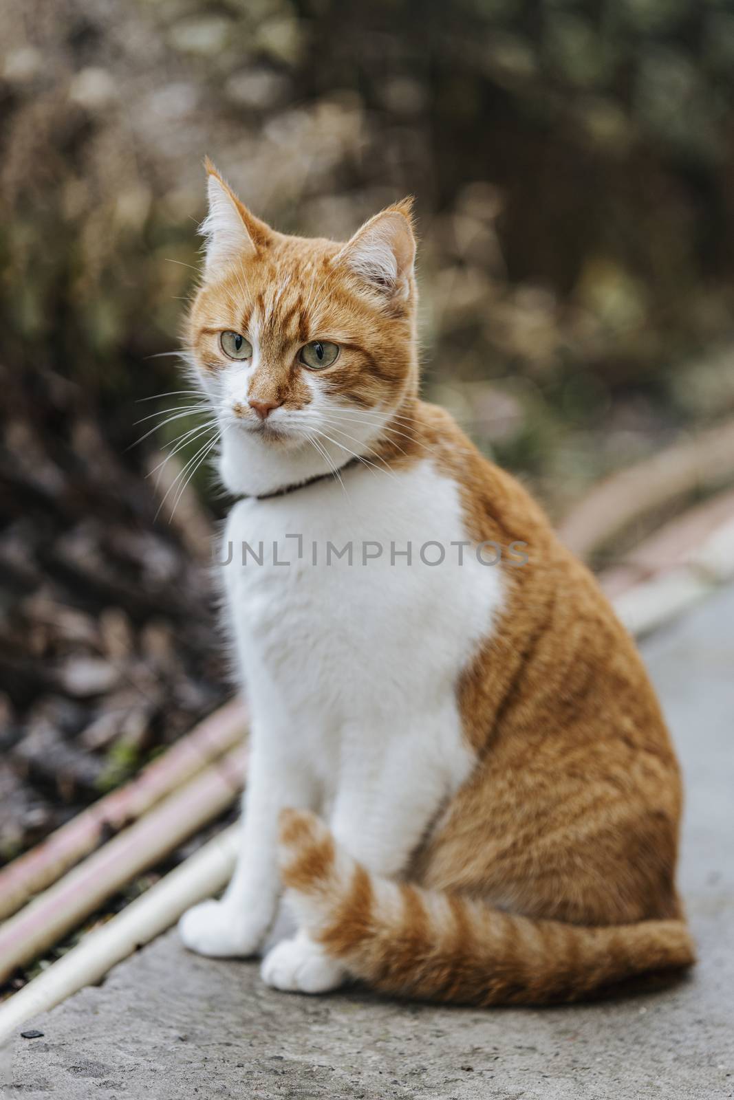 Cat that sees a threat is preparing for a jump, a cats emotions close up. Shallow depth of the field. Cloudy day, toned photo, 