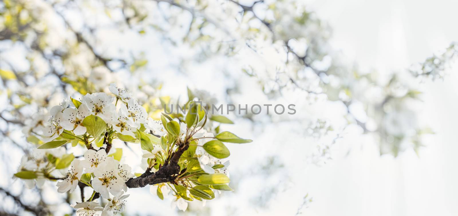 Blurred pear tree background with spring flowers in sunny day. Panoramic view to spring background art with white blossom, close up, shallow depths of the field. 