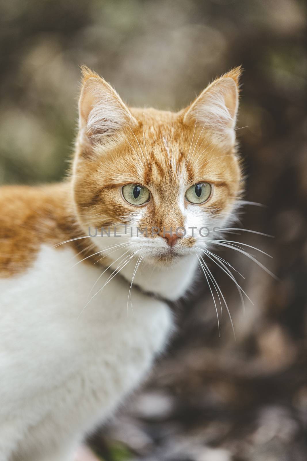 Cat that sees a threat is preparing for a jump, a cat's emotions close up. Shallow depth of the field.