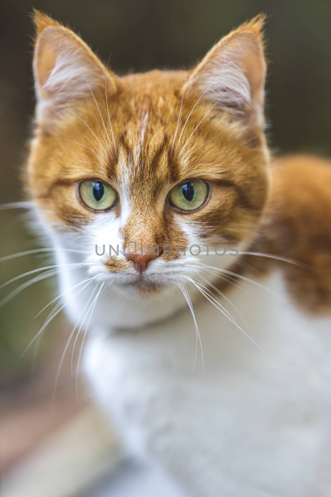 Cat that sees a threat is preparing for a jump, a cat's emotions close up. Shallow depth of the field.