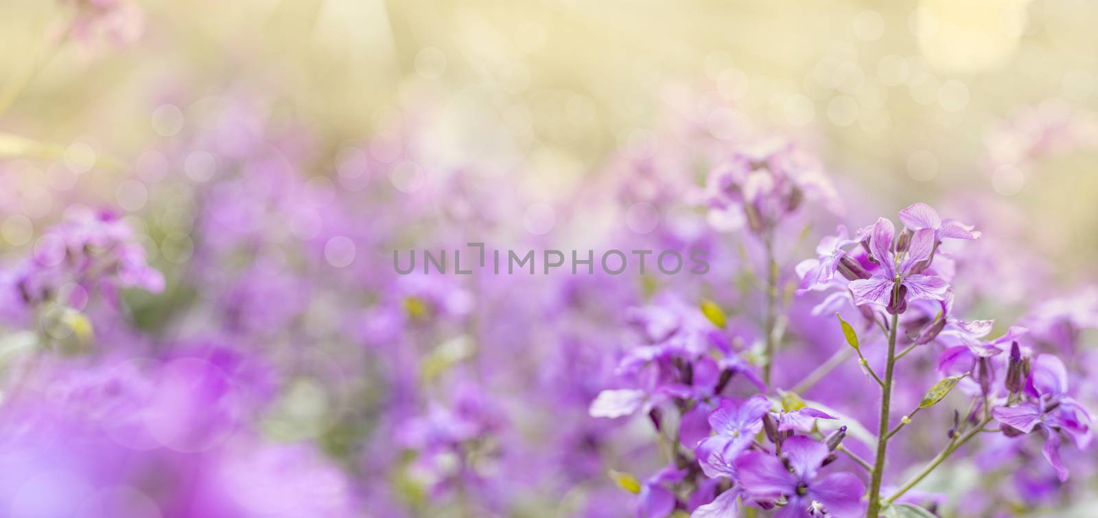 Panoramic view to spring background art with violet Lunaria hone by ArtSvitlyna