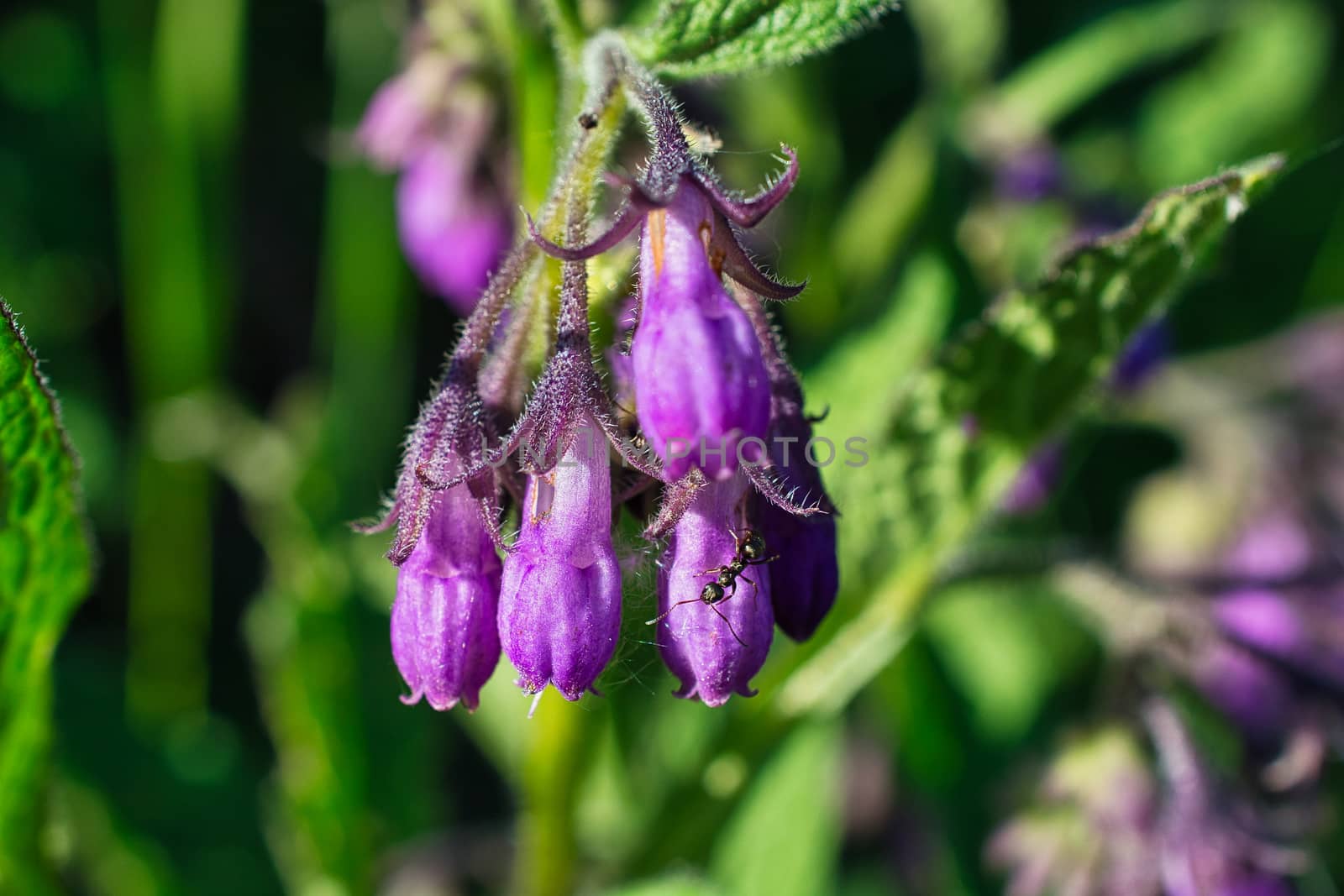 Sunny photo of ant on a purple spring flower bulb, Mertensia genus flower or bluebell