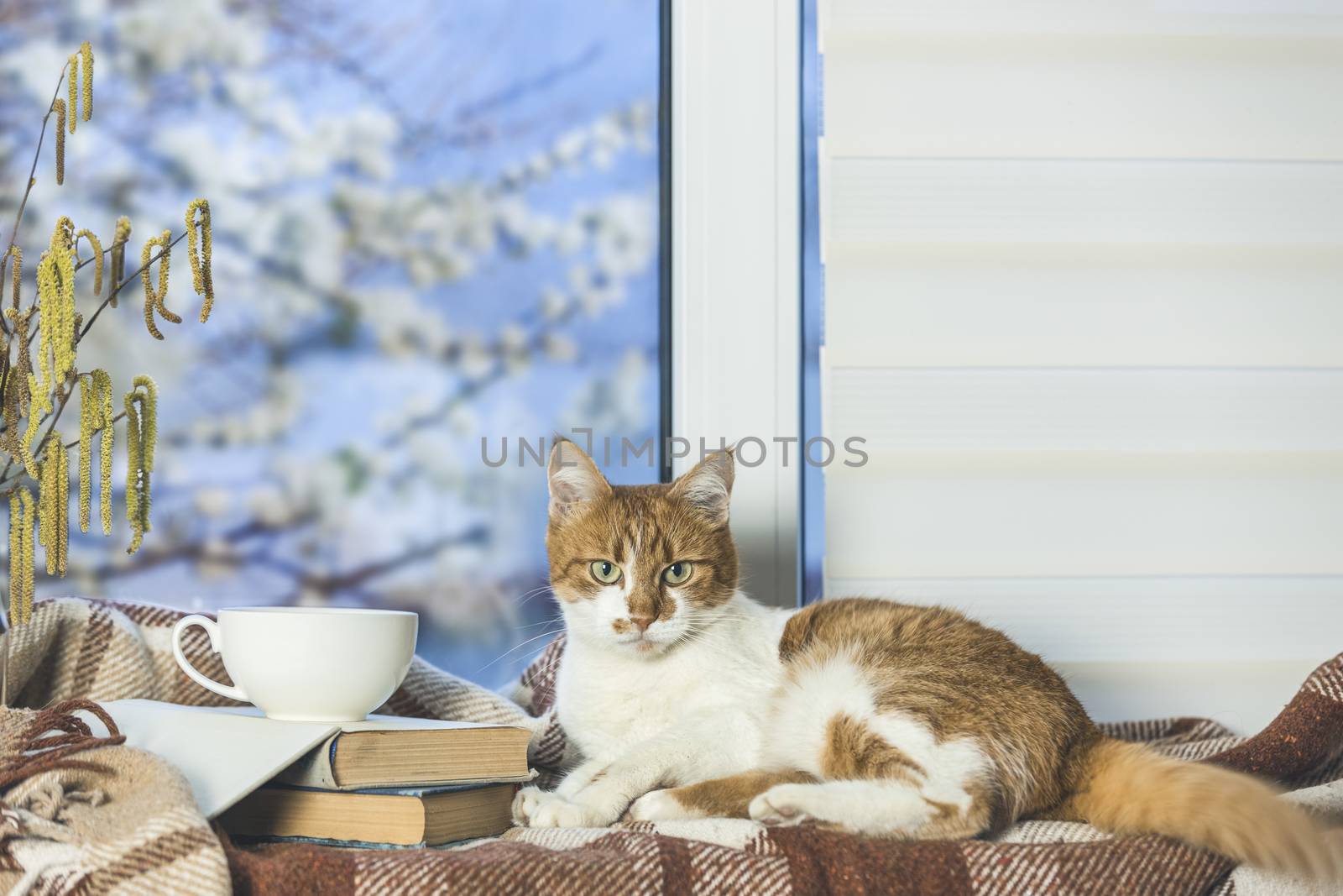 White cup of coffee and books and Red and white cat relax on the window sill.  In the background, a beautiful spring landscape. Cozy home concept. Stay at home and relax.