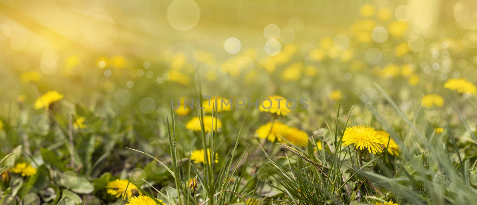 Beautiful spring dandelion flowers. Green field with yellow dandelions. Closeup of yellow spring flowers on the ground