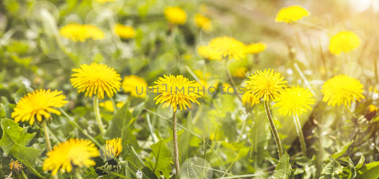 Beautiful spring dandelion flowers. Green field with yellow dandelions. Closeup of yellow spring flowers on the ground