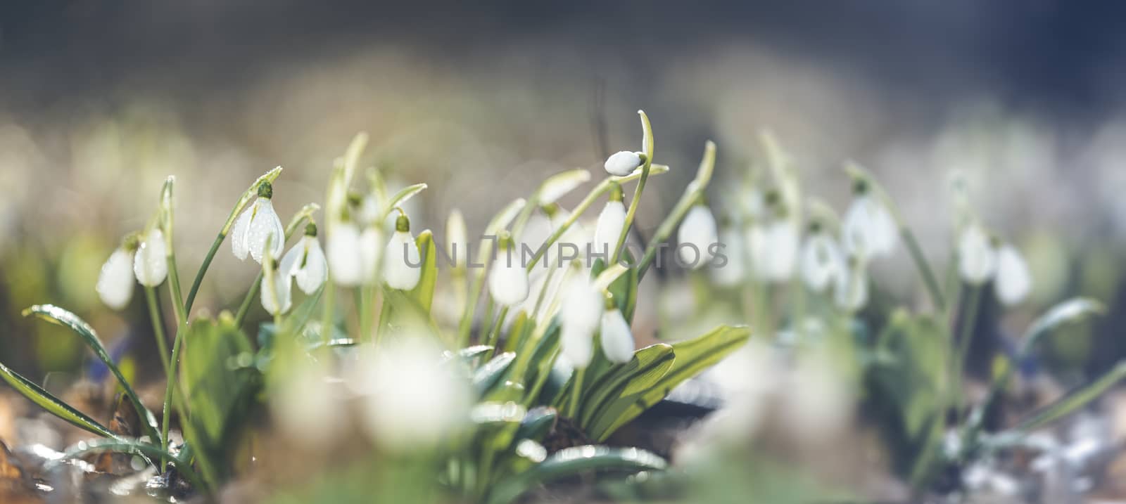 Panoramic view to spring flowers in the forest. White blooming snowdrop folded or Galanthus plicatus in the forest background. Spring day, dolly shot, close up, shallow depths of the field.