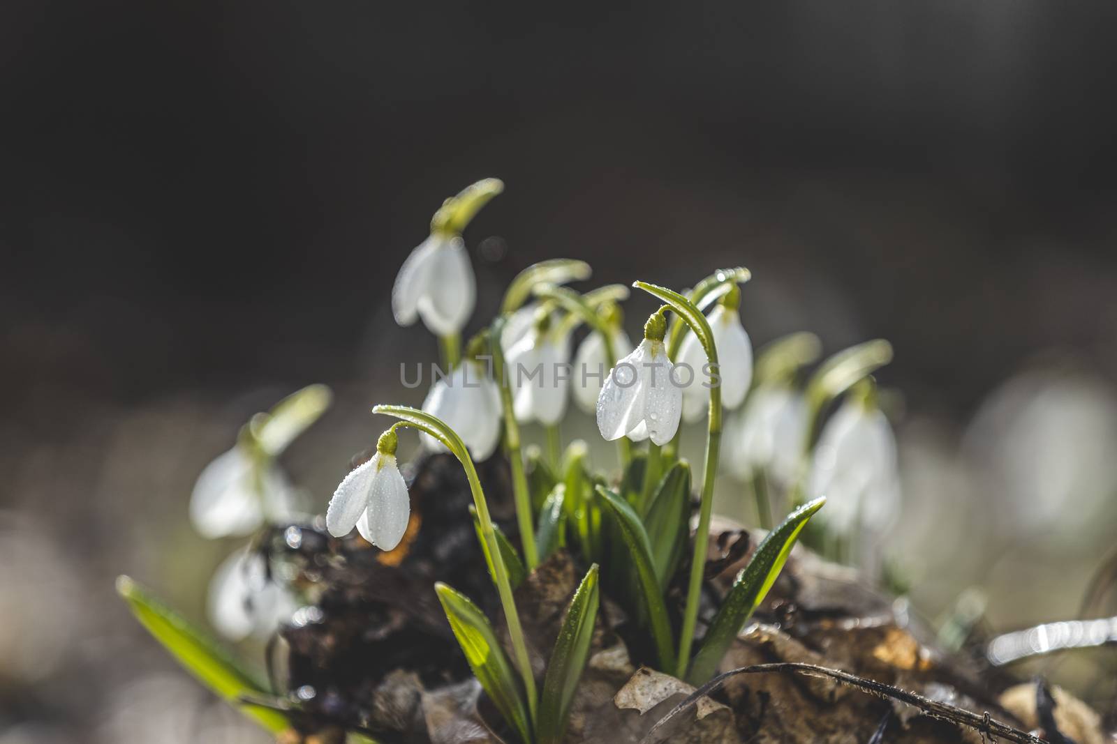 Beautiful magic snowdrops in spring forest. Scenic view of the spring forest with blooming flowers. White blooming snowdrop folded or Galanthus plicatus in the forest background in the sunny day