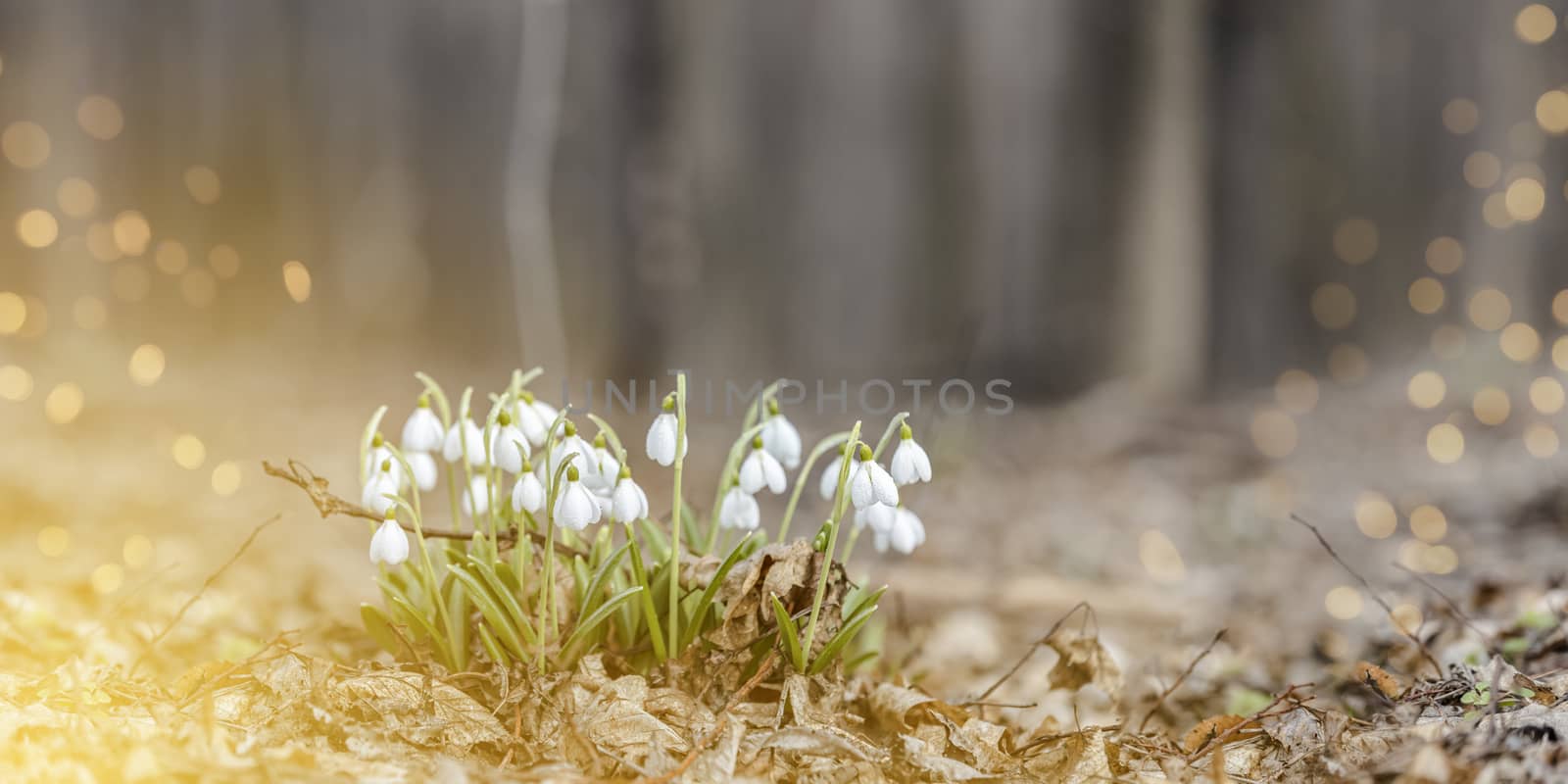 Panoramic view to spring flowers in the forest. White blooming snowdrop folded or Galanthus plicatus in the forest background. Spring day, dolly shot, close up, shallow depths of the field.