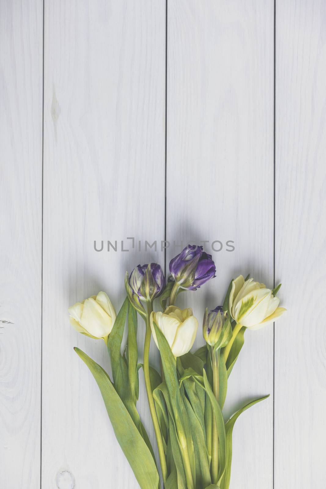 Flowers composition. Violet and light yellow tulip flowers on white wooden background. Valentine's day, Mother's day concept. Flat lay, top view, copy space.
