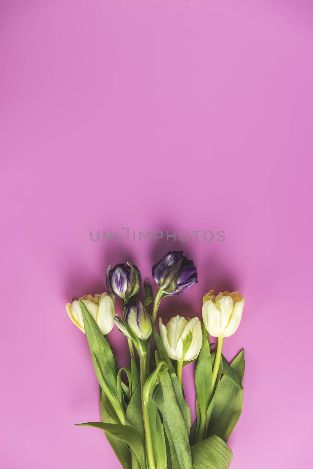 Flowers composition. Violet and light yellow tulip flowers on pink background. Valentine's day, Mother's day concept. Flat lay, top view, copy space