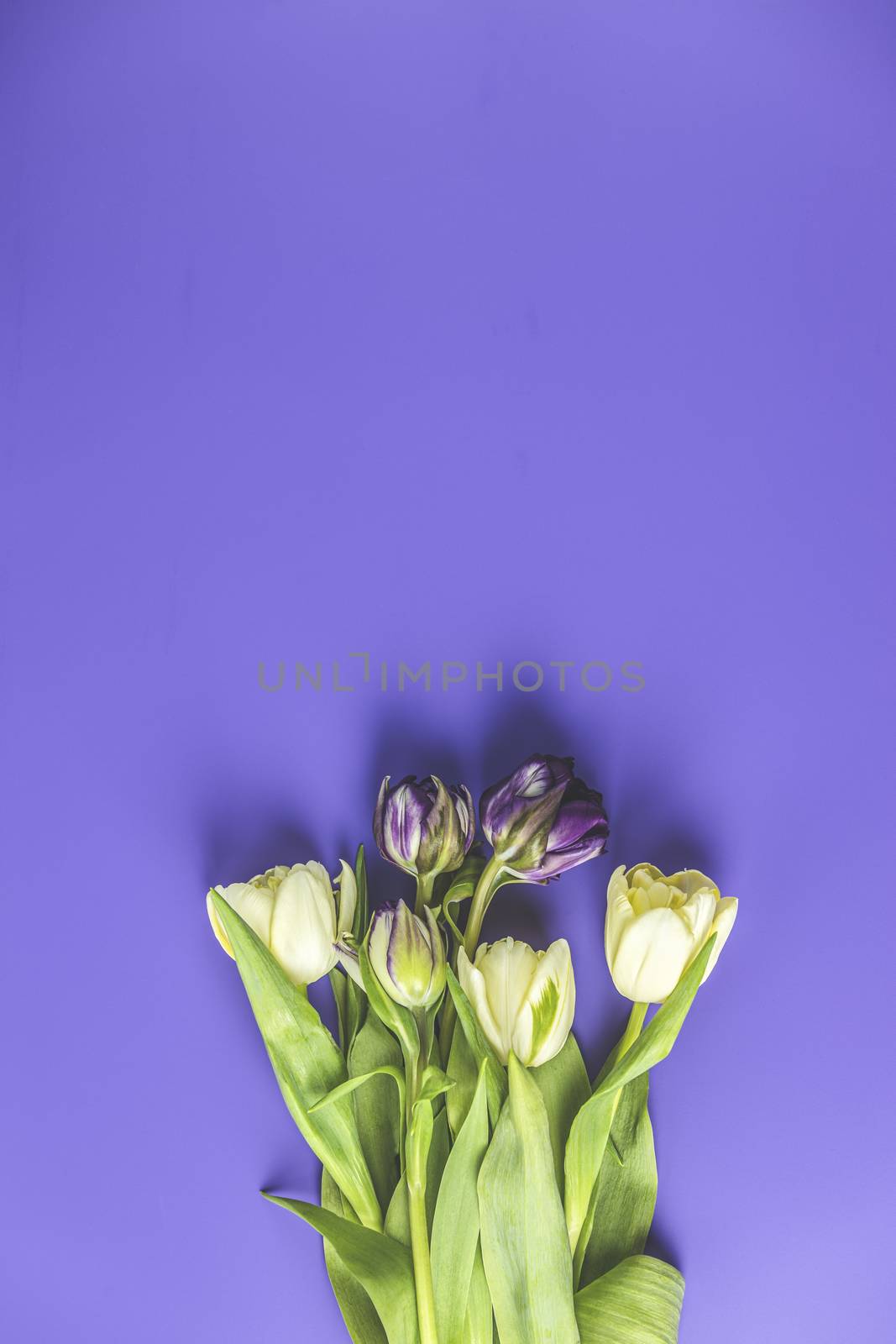 Flowers composition. Violet and light yellow tulip flowers on vi by ArtSvitlyna