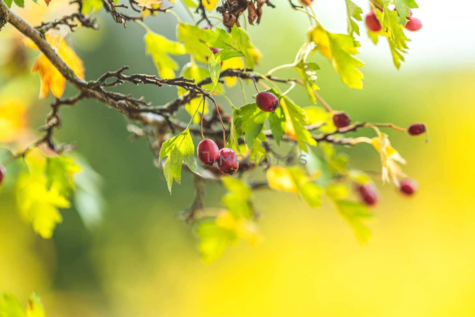Beautiful autumn light background. Hawthorn with red berry on the branch, warm sunny light, shallow depth of the field, bokeh.