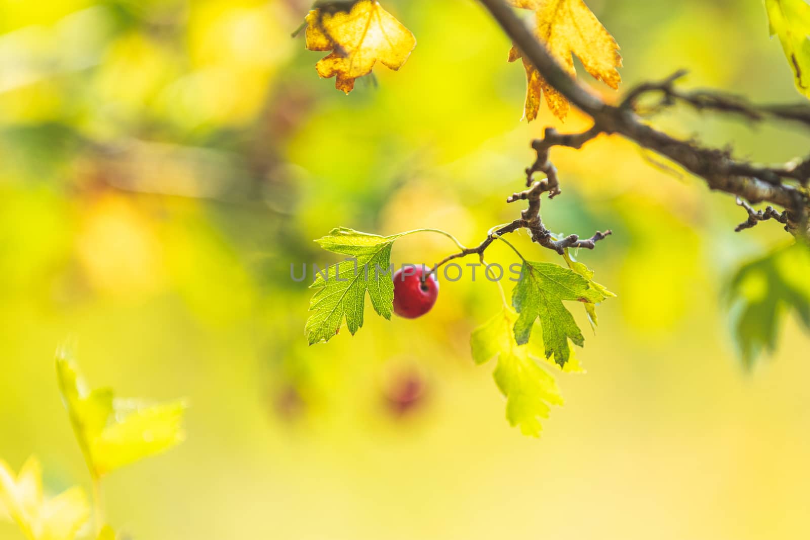 Beautiful autumn light background. Hawthorn with red berry on the branch, warm sunny light, shallow depth of the field, bokeh.