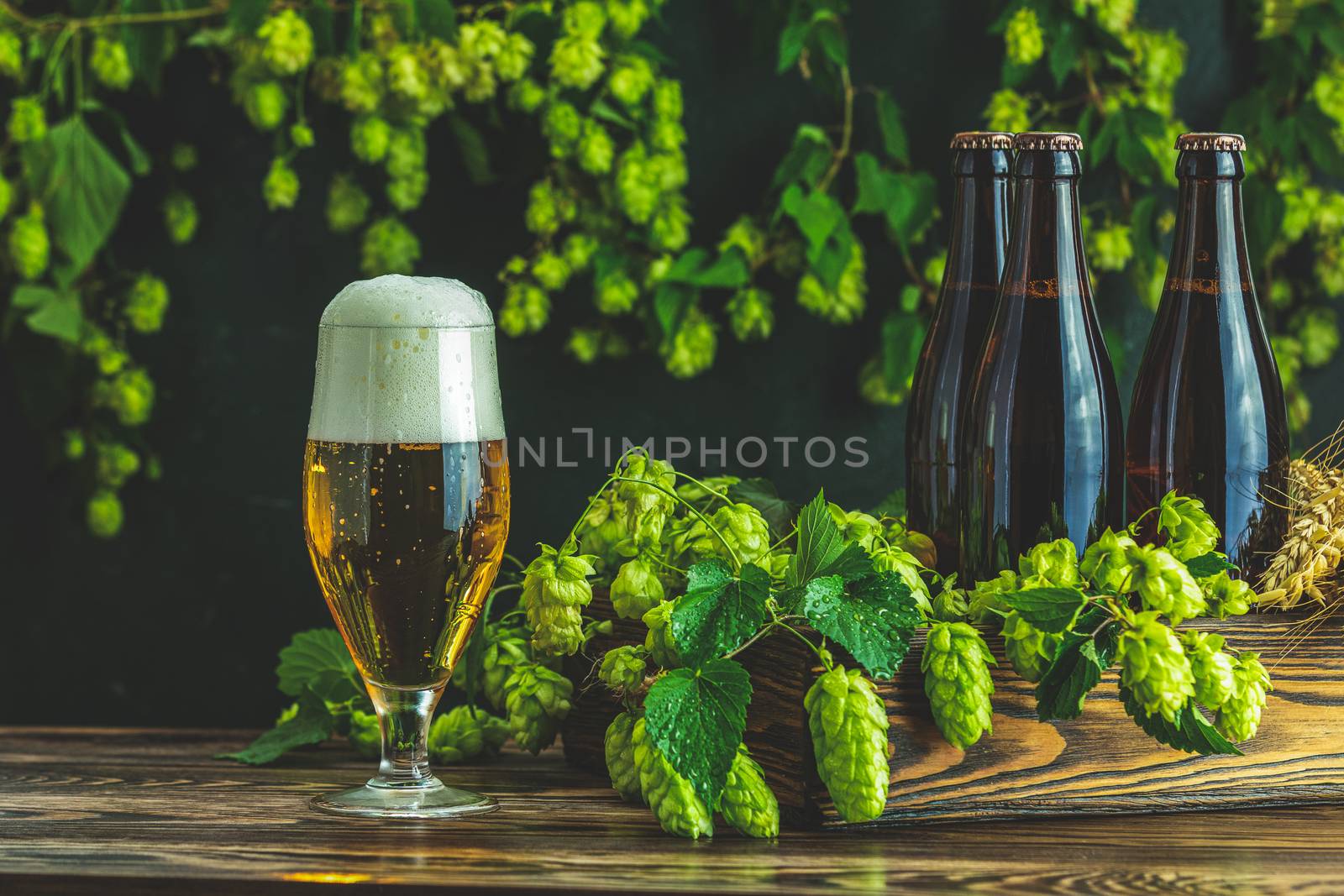 Beer and hop plant. Still life with beer and hop plant in retro style. Glass of cold foamy beer brown bottle of beer and hop on a dark background.