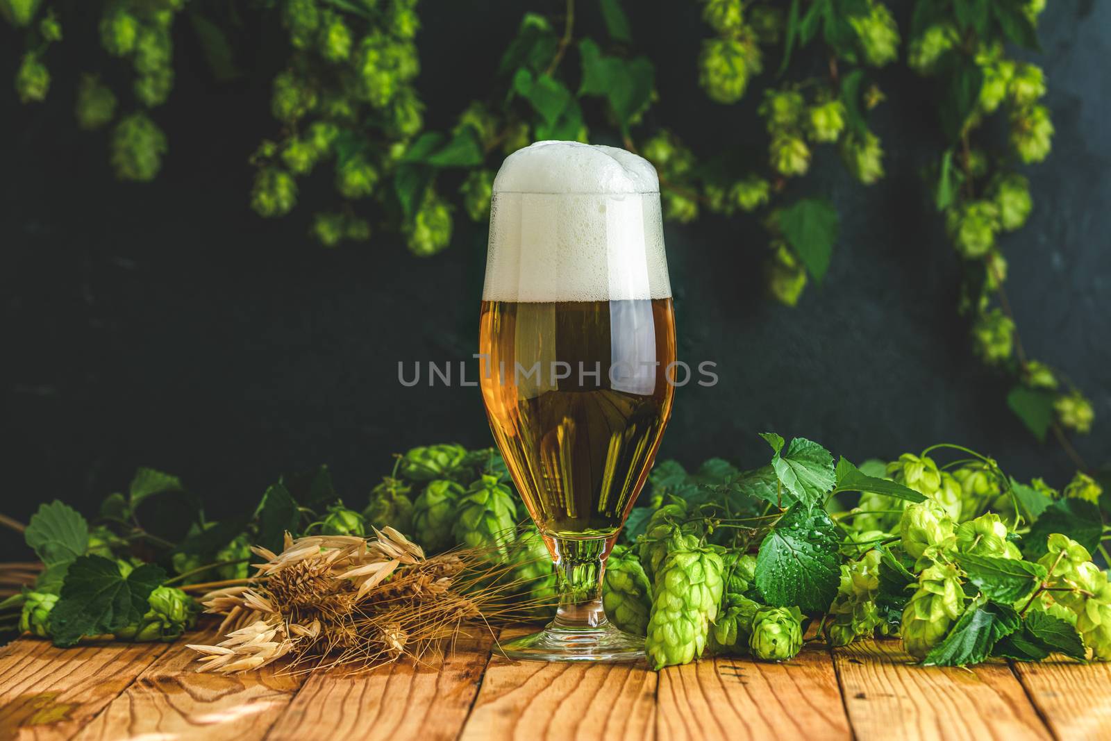 Beer and hop plant. Still life with beer and hop plant in retro style. Glass of cold foamy beer and hop on a dark background.