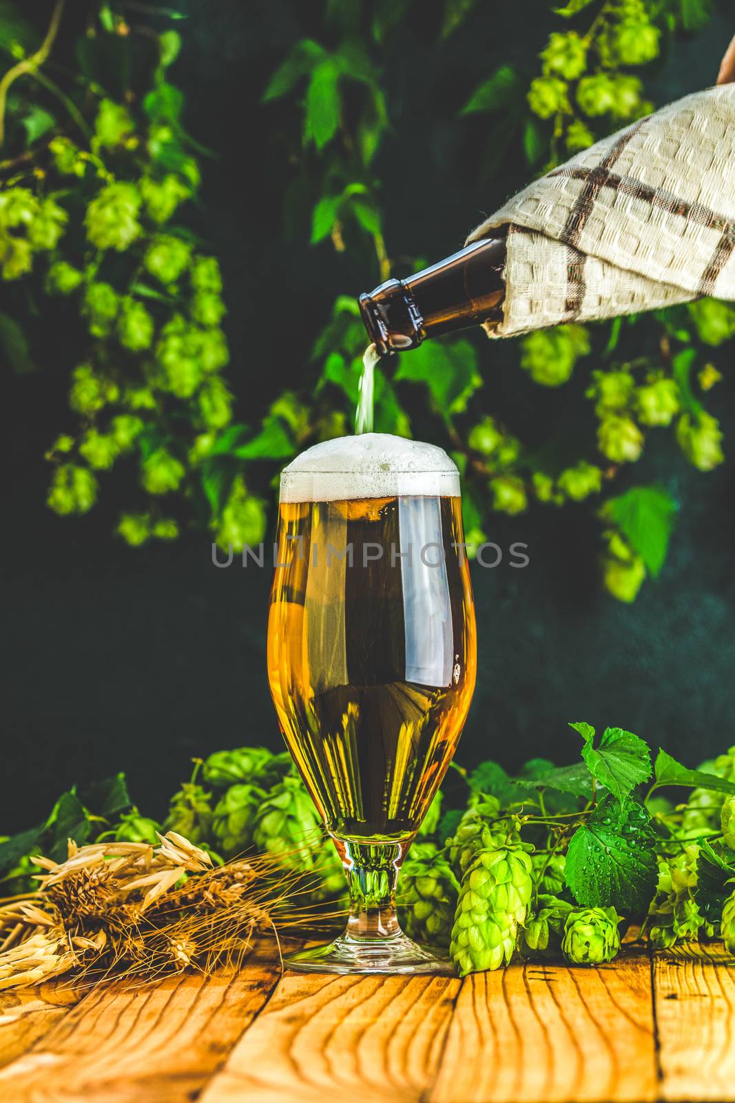 Pouring beer in glass. Still life with beer and hop plant in retro style. Glass of cold foamy beer and hop on a dark background.