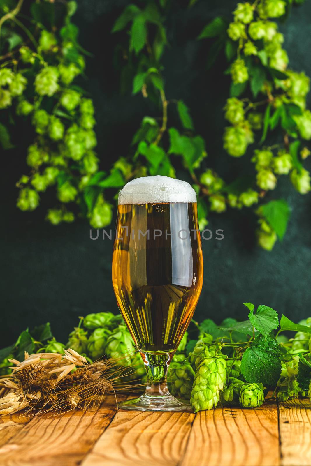 Beer and hop plant. Still life with beer and hop plant in retro style. Glass of cold foamy beer brown bottle of beer and hop on a dark background.