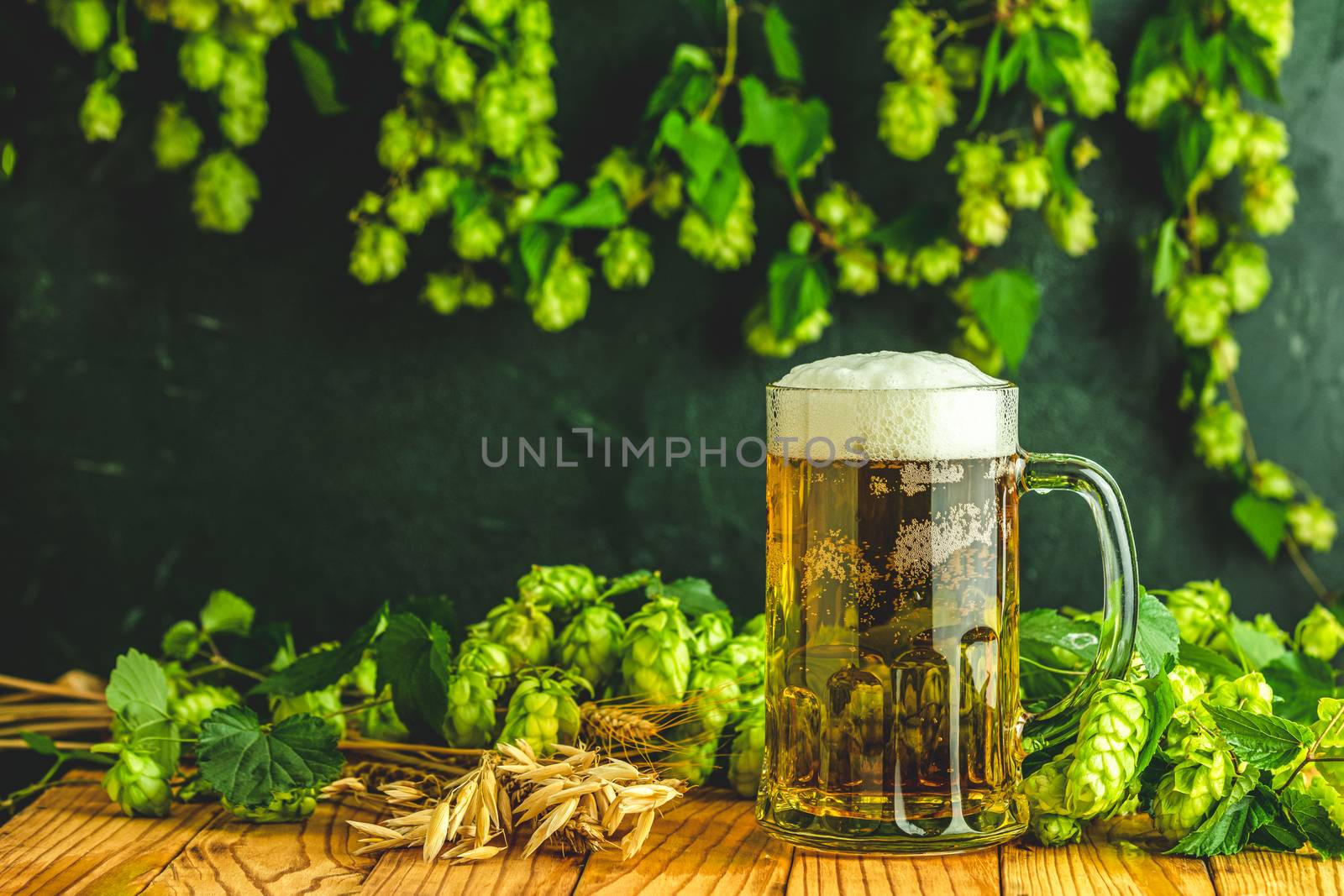 Beer and hop plant. Still life with beer and hop plant in retro style. Glass of cold foamy beer and hop on a dark background.
