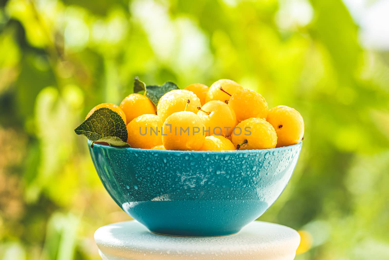Handful of yellow cherry plums with water drops in blue bowl on the green nature background with sunny light in the garden