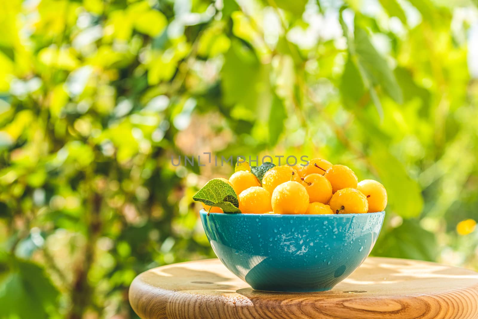 Handful of yellow cherry plums with water drops in blue bowl on the green nature background with sunny light in the garden