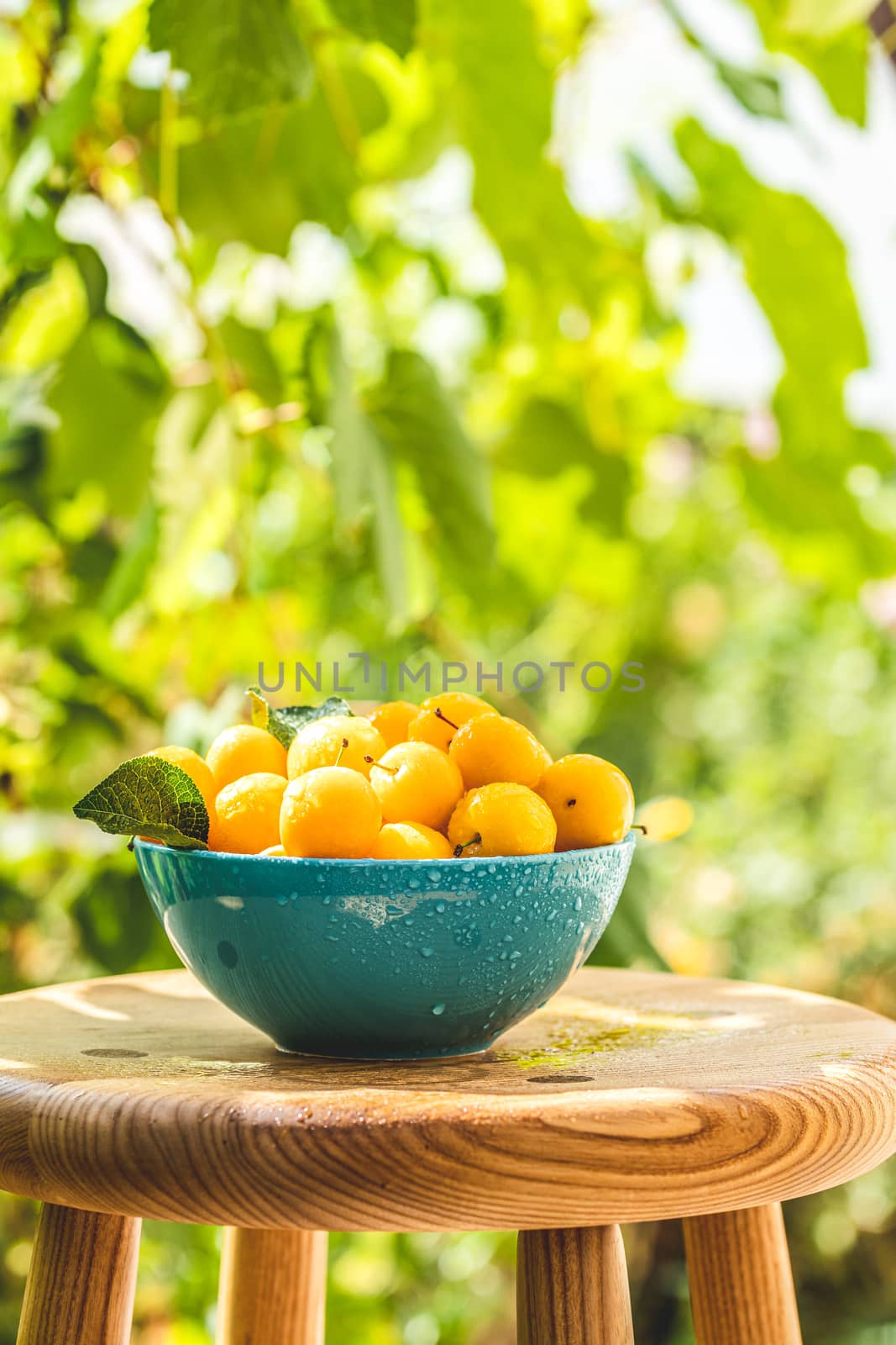 Handful of yellow cherry plums with water drops in blue bowl on the green nature background with sunny light in the garden