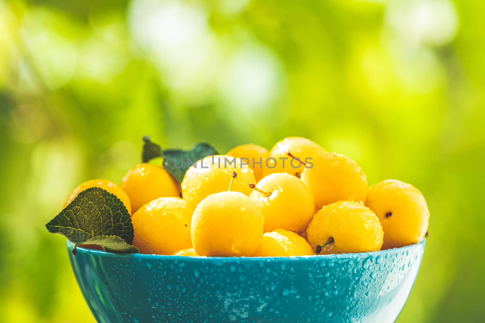 Handful of yellow cherry plums with water drops in blue bowl on the green nature background with sunny light in the garden