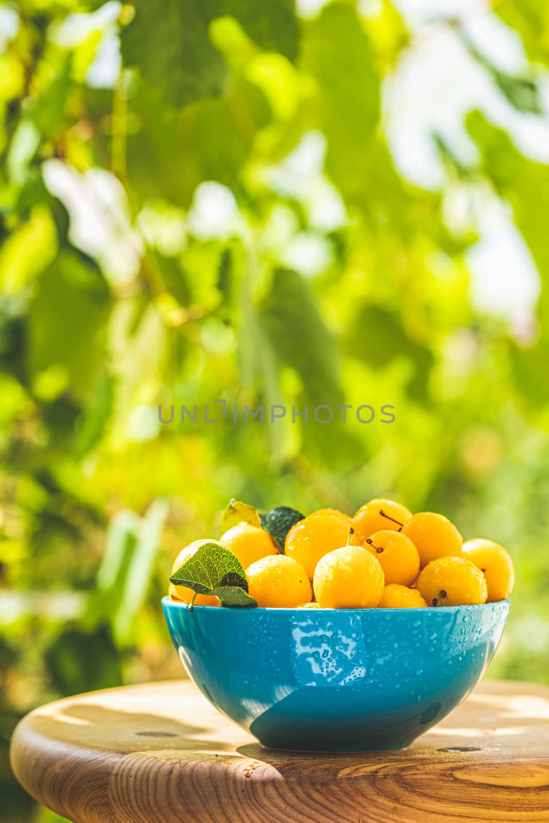 Handful of yellow cherry plums with water drops in blue bowl on the green nature background with sunny light in the garden