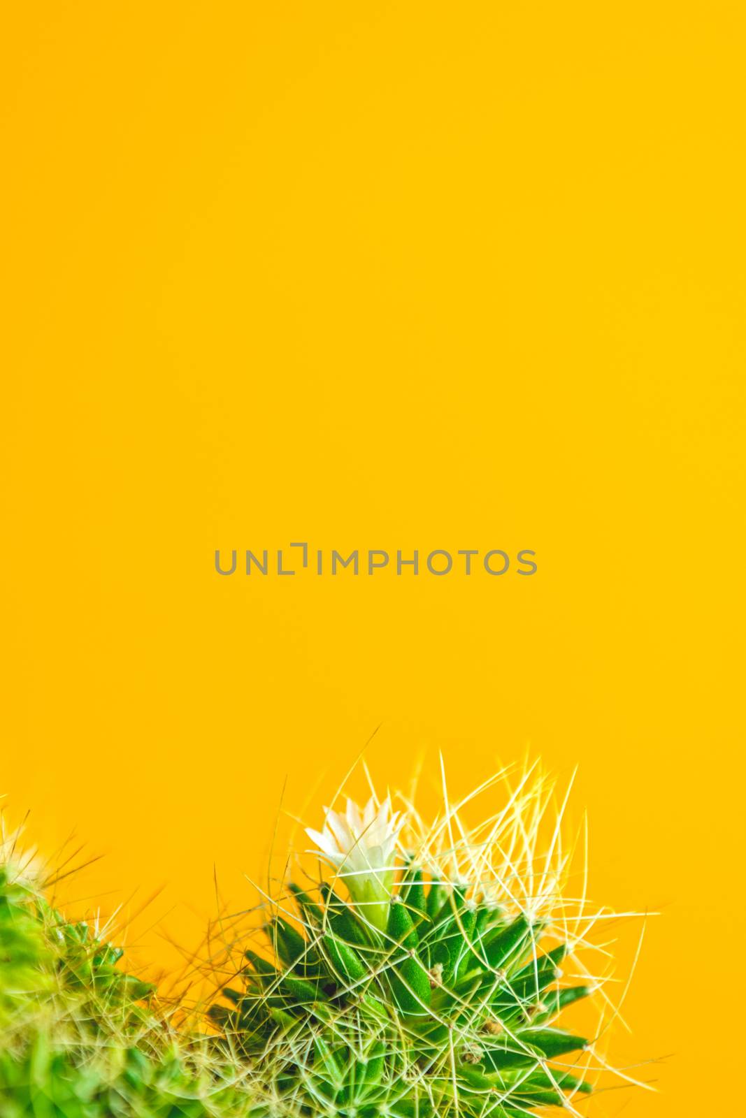 Tropical cactus fashion Set Design. Trendy minimal pop art style and colors and Creative Bright Colors. Yellow background, Still life.