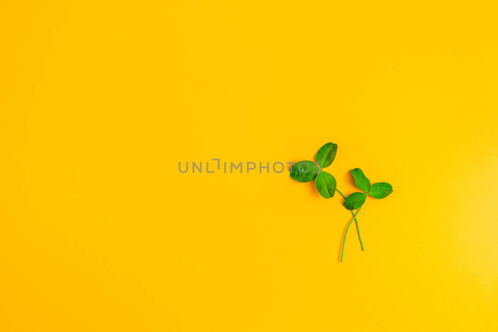 Two branches of the clover on yellow surface. Saint Patrick greeteng card, top view, flat lay, copy space for you text