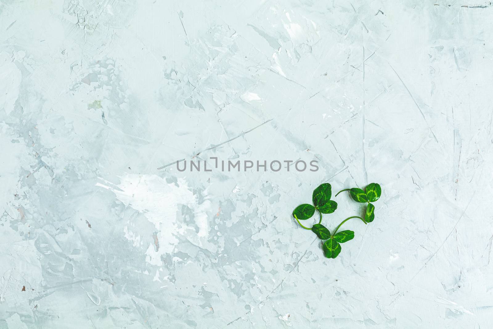 Branches of the clover on light gray concrete surface. Saint Patrick greeteng card, top view, flat lay, copy space for you text.