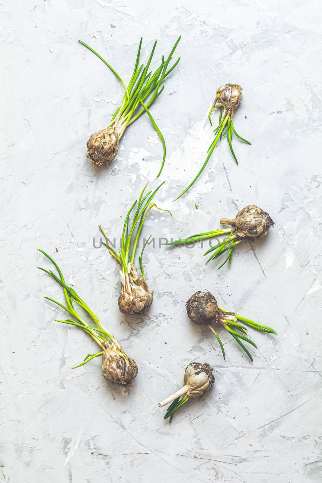 Many heads of garlic with green sprouts lie on light gray concrete table background. Top view, copy space for you text