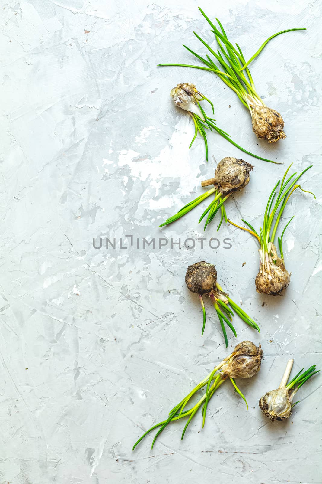 Many heads of garlic with green sprouts lie on light gray concrete table background. Top view, copy space for you text