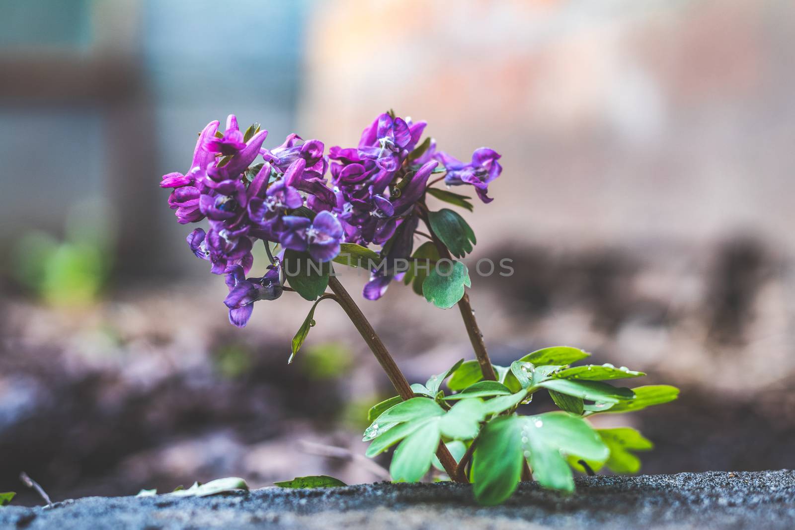 Beautiful spring flowers nature background. Wild violet blooming corydalis, blue early spring flower. Coloring photo with soft focus. Copy space.