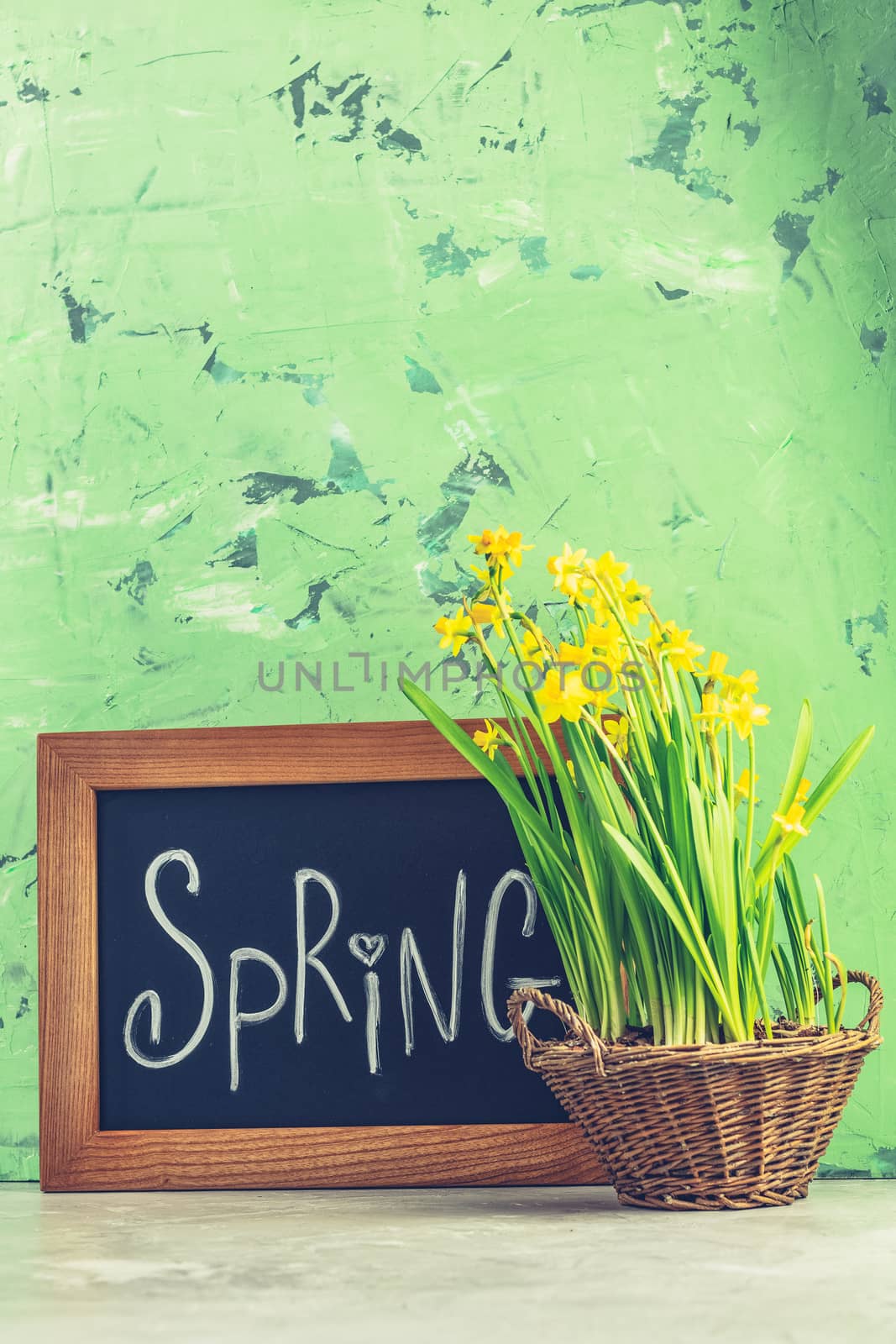 Calligraphic inscription hand lettering letters spring on black chalkboard standing on gray concrete table surface with yellow blossom narcissus in wicker basket. Spring coming concept background.