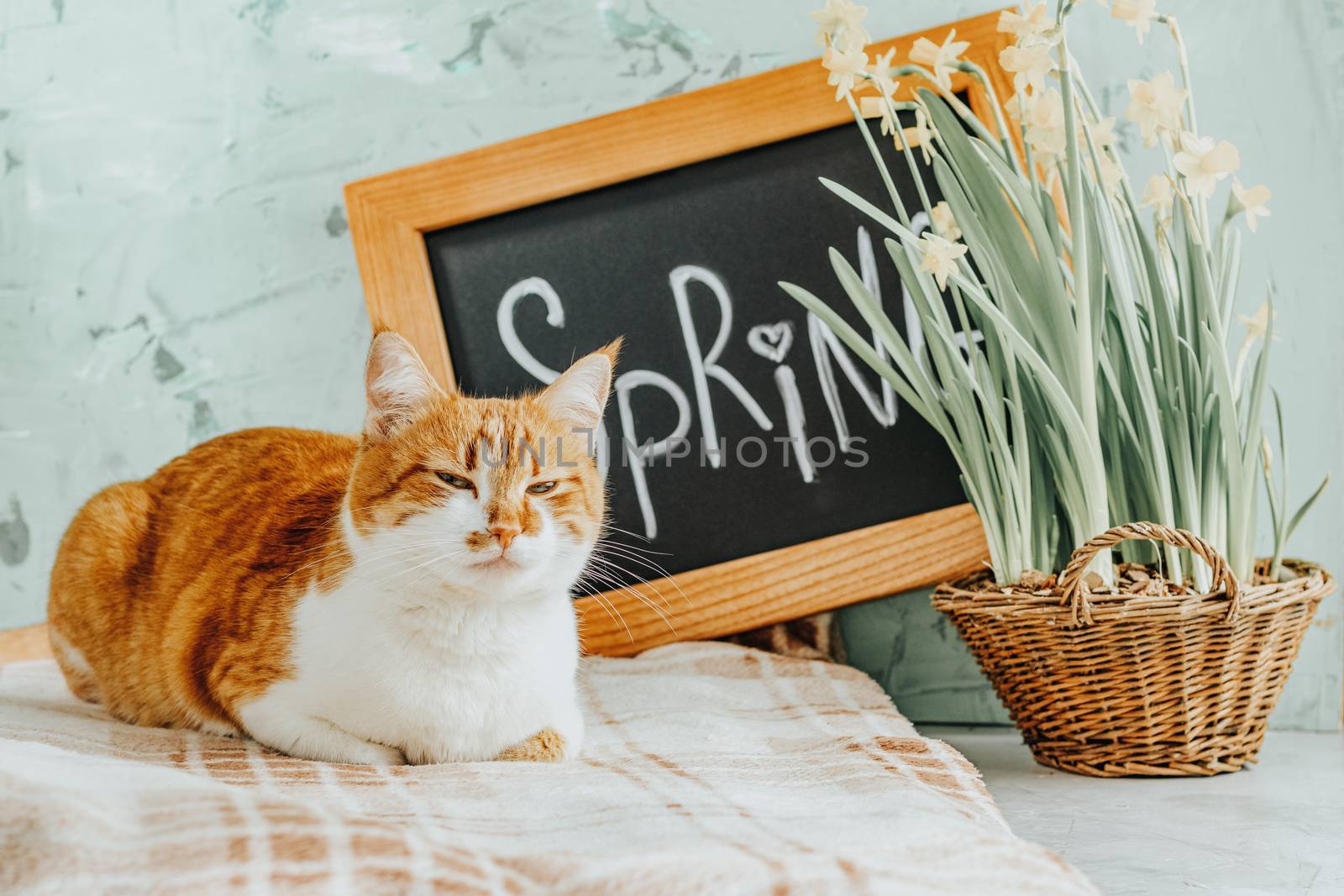 Calligraphic inscription hand lettering letters spring on black chalkboard standing on green concrete surface with yellow blossom narcissus in wicker basket and cute red white cat. Spring coming concept background.