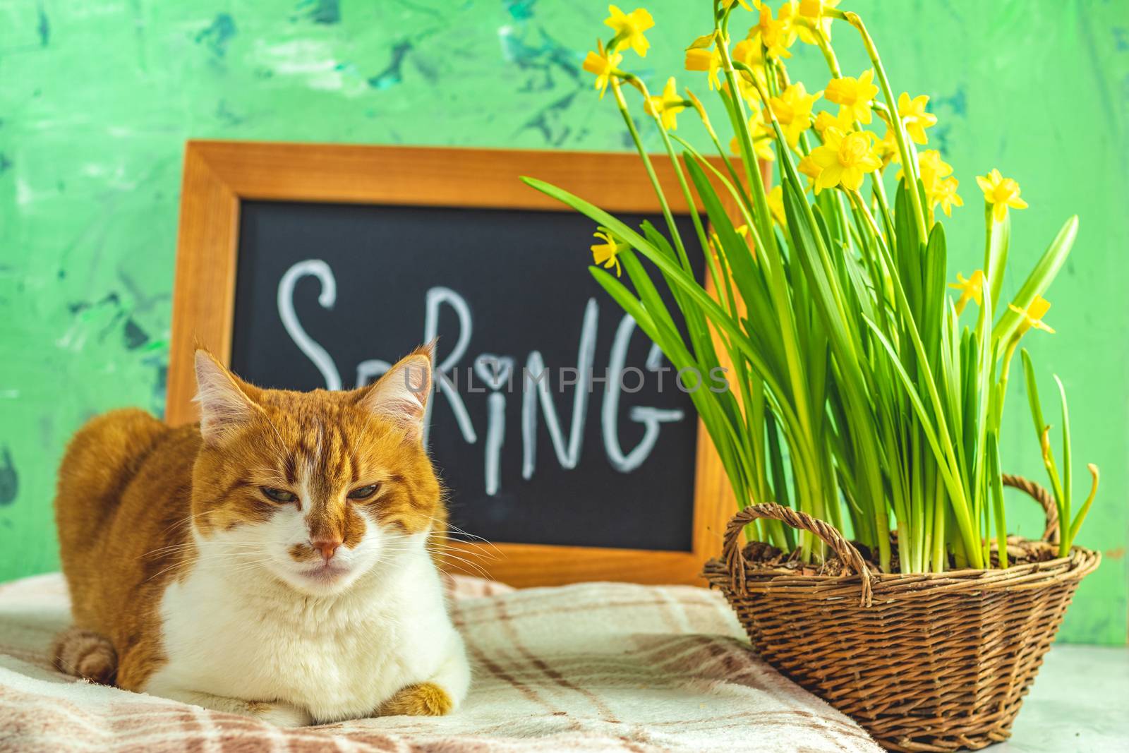 Calligraphic inscription hand lettering letters spring on black chalkboard standing on green concrete surface with yellow blossom narcissus in wicker basket and cute red white cat.