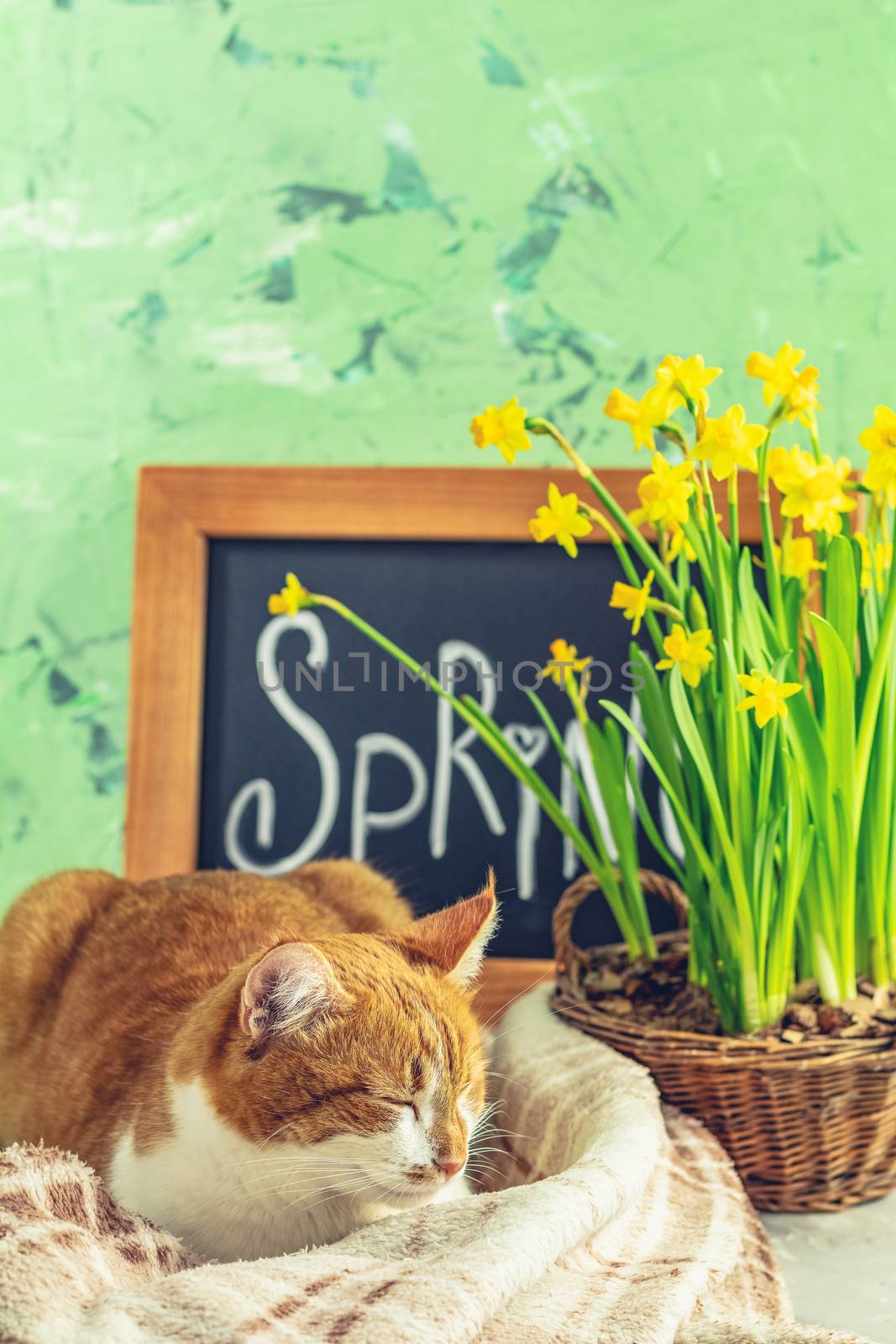 Spring cat coming concept background by ArtSvitlyna