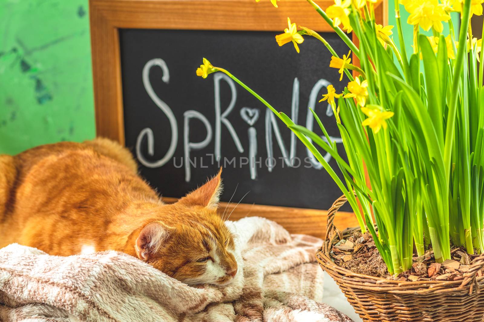 Calligraphic inscription hand lettering letters spring on black chalkboard standing on green concrete surface with yellow blossom narcissus in wicker basket and cute red white cat.