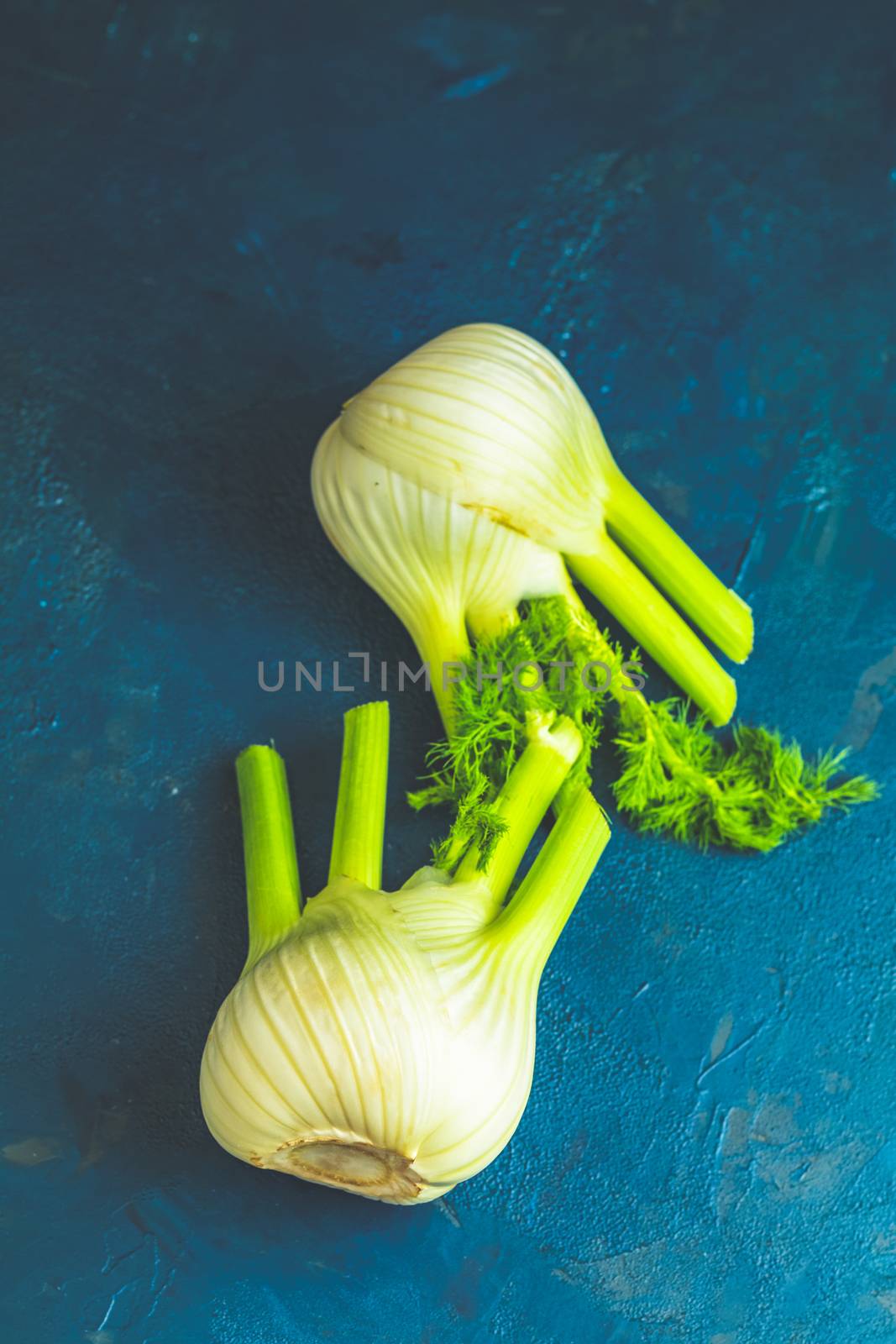 Fresh Florence fennel bulbs or Fennel bulb on dark blue concrete background. Healthy and benefits of Florence fennel bulbs.