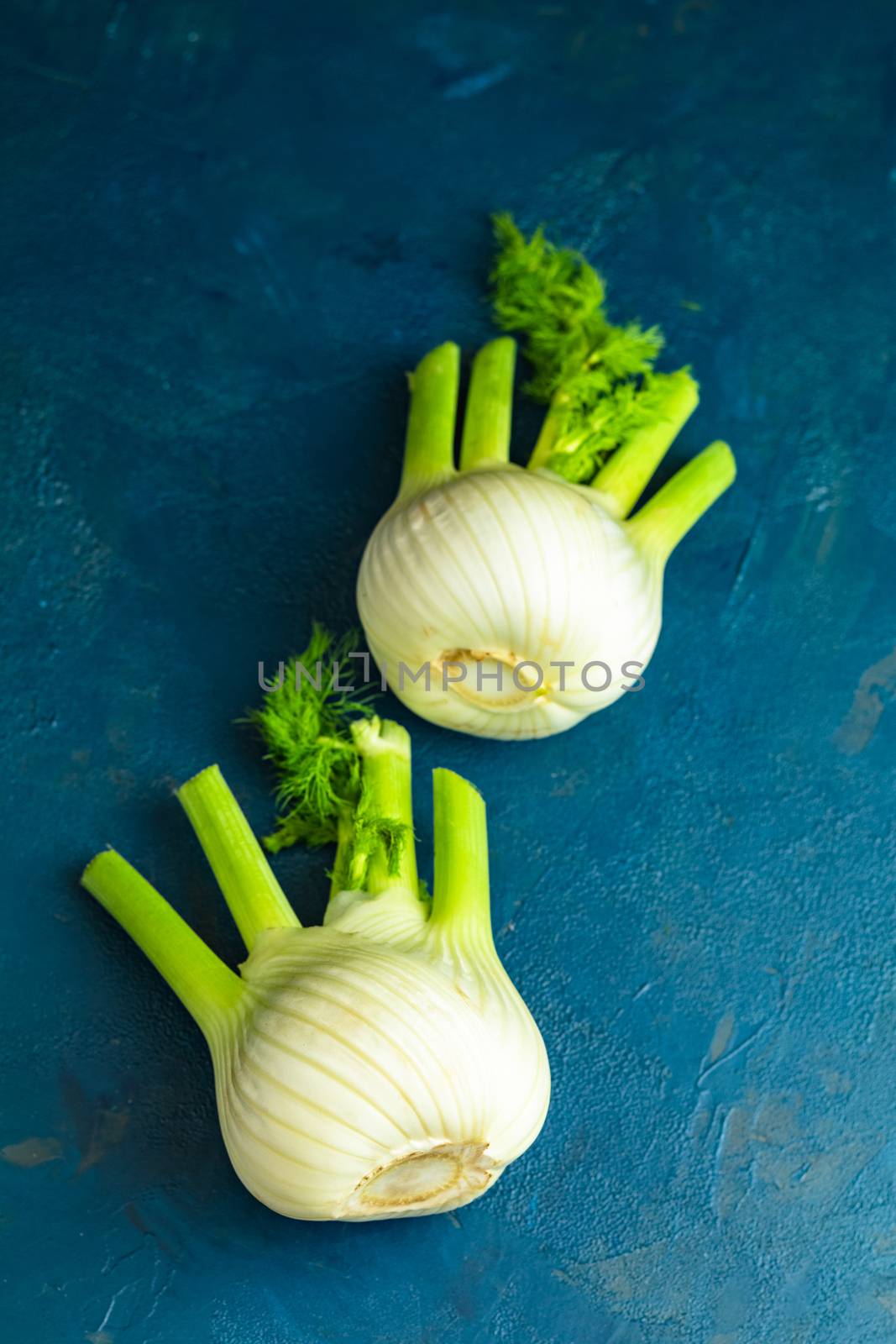 Fresh Florence fennel bulbs or Fennel bulb on dark blue concrete background. Healthy and benefits of Florence fennel bulbs.